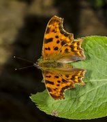 Comma butterfly